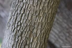 Image result for Cordia afra