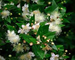 Myrtus Communis Gardensonline