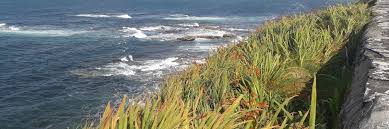 A new guide to our wild flowers by marjorie blamey, richard fitter and alastair fitter. 6 Wild Edible Plants Found By The Sea Orchards Near Me