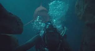 Metri în centimetri (m în cm) calculator de transformare pentru lungime conversii în tabele și formule suplimentare. 47 Metri La Recensione Del Film Johannes Roberts Con Gli Squali E Mandy Moore Il Cineocchio