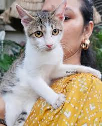 Kittens in Sharjah need urgent adoption