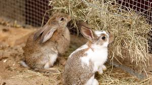 Feed your rabbits a small amount of good quality pellets/nuggets daily. Rabbit Feeding Guide Feeding Your Rabbit Vets4pets