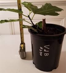 Violette de bordeaux fig leaf. Figbid Online Auctions Of Fig Trees Fig Cuttings Growing Supplies Violette De Bordeaux Vdb French Fig Tree In 1 Gallon Pot