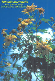 Image result for Tithonia diversifolia
