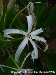 Image result for Crinum asiaticum