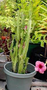 The totem pole cactus gets its name from its tall stature, growing to be ten to twelve feet high. Pin On Cactus