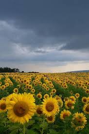 The 32 Prettiest Sunflower Fields Across The U S Sunflower Fields Sunflower Field Near Me Sunflower Pictures