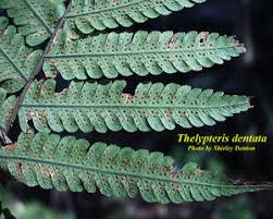 Image result for Christella dentata