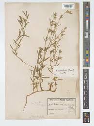 Image result for Vahlia dichotoma