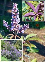 Image result for Vitex obovata