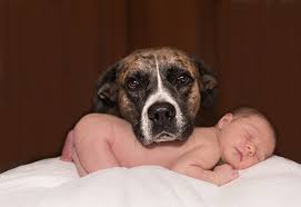 Videos Graciosos De Bebes Riendo Con Sus Perros Adiestrar Perros Razas De Perros Fotos De Cachorros