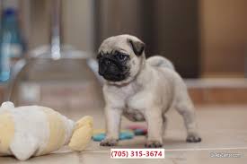 By the early 1800s, pugs had developed into their own. Home Raised And Akc Reg Short Nose Pugs Puppies Ready Now Pets For Sale In Dennisville New Jersey Usadscenter Com Mobile 184795