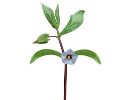 Image result for Trichodesma