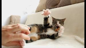 Contribute to rainbowromka/skillboxlesson03task01_cats development by creating an account on github. How To Tickle A Cat Youtube