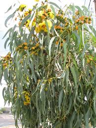 Eucalyptus Erythrocory Red Cap Gum Australian Outback Plants Native Plant Nursery Usa