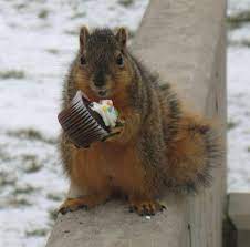 Pin By Amy Tyrrell Sutherland On Animals Squirrel What Do Squirrels Eat Fox Squirrel