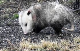 Australian veterinary clinic rescues a rare golden possum, people say they just caught a pikachu. Give Opossums A Break