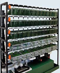 Aquatic Zebra Fish Systems Xenopus Racks Complete With Filtration