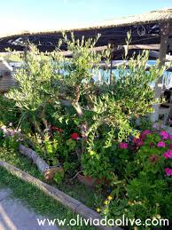 Maybe you would like to learn more about one of these? Dwarf Olive Trees In Pots Care Height Fruits Pests