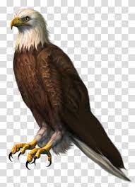 Bald Eagle Eagle Brown And White Eagle Transparent Background Png Clipart Light Background Images Love Background Images Background Images Hd