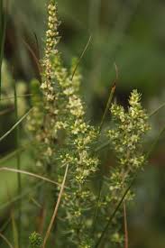 Image result for Anthospermum rigidum