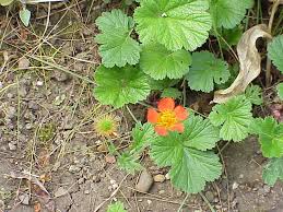 Cut the stem at an angle and place in room temperature water and enjoy them. Geum Wikipedia