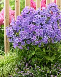 Image result for Phlox paniculata `Sweet Summer`