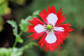 Image result for Poppy Red 1993 Town and Country