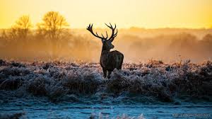 Hirsch Hd Jagd Tapete Hd 1920x1080 Wallpapertip Iphone 8, 8+ oder x. hirsch hd jagd tapete hd 1920x1080