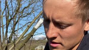 Grafting Fruit Trees for Beginners Part 4