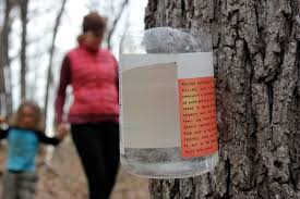 How To Tap Black Walnut Trees For Syrup