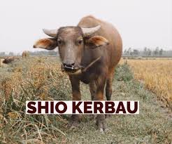 Prediksi Keberuntungan Shio Kerbau Di Tahun 2020 Kerja Usaha