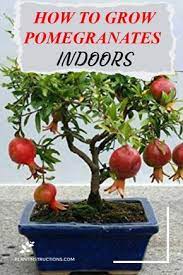 How To Grow Pomegranates Indoors Home Vegetable Garden Fruit Garden Growing Fruit Trees