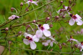 Image result for Sopubia ramosa