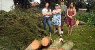 Destruction of mature trees angers neighbours in Kitchener neighbourhood