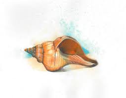 Check spelling or type a new query. Conch Shell Drawing By Susie Bell