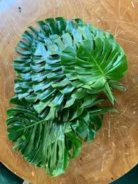 In need of help! I don't know what this little guy is, I repotted but is  not doing well..I don't know how to make him happy again!