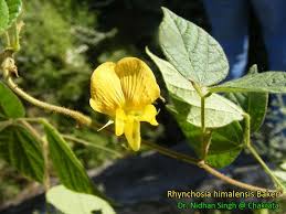 Image result for Rhynchosia mannii