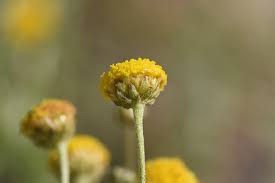 Image result for Pentzia incana