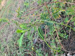 Image result for Sesbania sericea