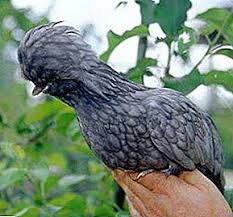 Cara mewarnai anak ayam agar laku terjual. Ayam Paduan Keterangan Baka Dan Gambar Spesies Shamoa Putih Hitam Emas Dan Kurcaci Pertanian Ternakan