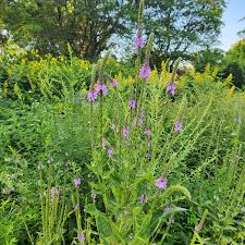 Image result for Verbena × teasii