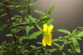 Image result for Triaspis hypericoides