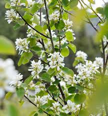 Image result for Amelanchier alnifolia