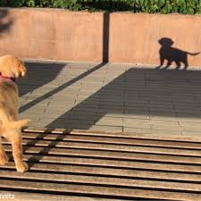 Your response to his barking will become instant. Video Of Golden Retriever Barking At Her Shadow Popsugar Pets