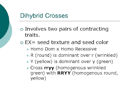 If the inheritance of seed color was truly independent of seed shape, then when the modified ratios in the progeny of a dihybrid cross can therefore reveal useful information about the genes involved. Genetics Chapter 9 And 12 Gregor Mendel