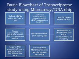 Microarray And Dna Chips For Transcriptome Study
