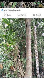 Untuk digunakan gratis ✓ tidak ada atribut yang di perlukan ✓. Saja Nak Kongsi Ini Lah Pokok S2 Khazanah Teras Kayu Facebook