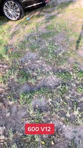 Stazian Adi Torres (@stazianaditorres)'s videos with The Godfather