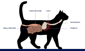 Gastric tumors are usually between 1 and 3 cm, whereas small intestinal tumors are often larger for nonlymphomatous si tumors in dogs, metastasis at the time of surgery results in significantly shorter cats achieving a complete remission indicated by resolution of clinical signs typically fare. Stomach And Intestinal Cancer Leiomyosarcoma In Cats Petlifesa